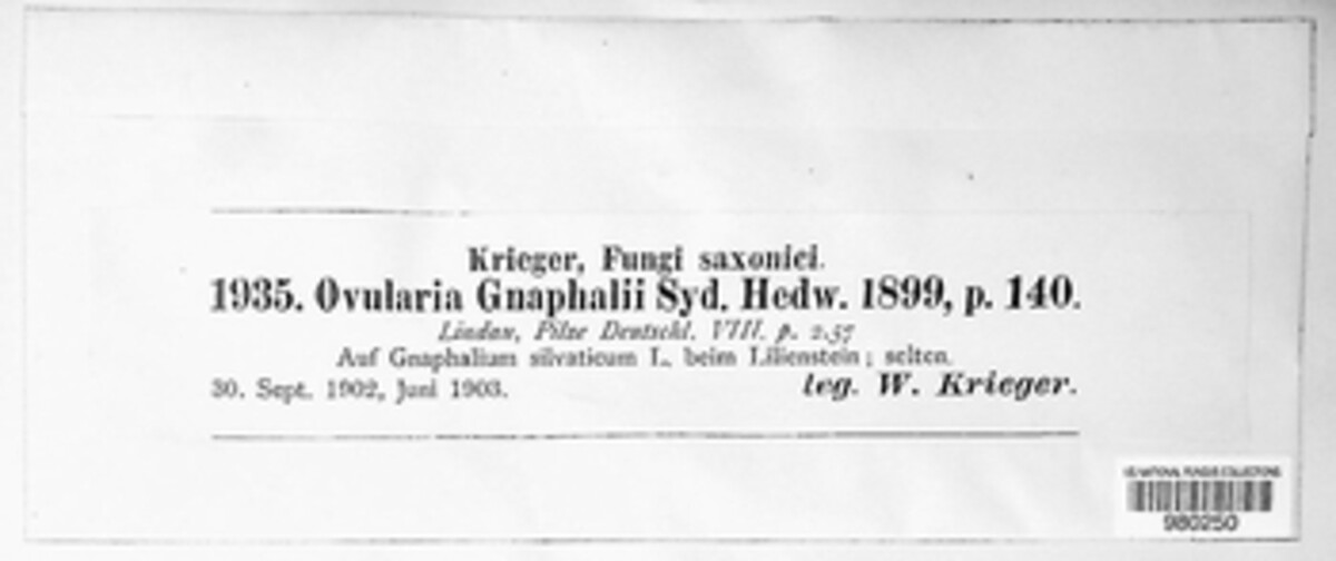 Ovularia gnaphalii image